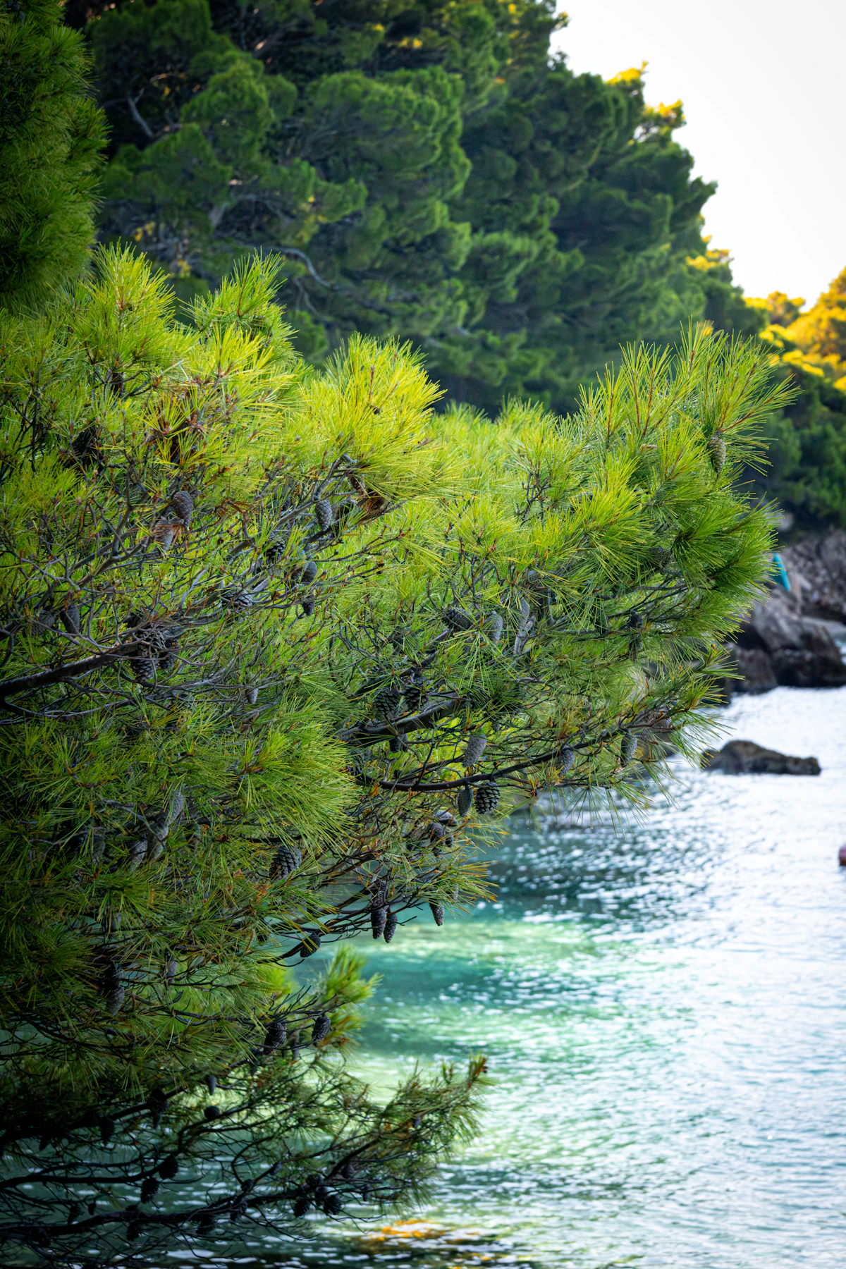 Pine branches shading the clear sea in Brela, Croatia